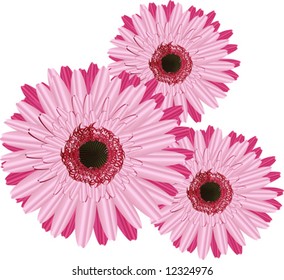 Three Gerberas pink on a white background. VECTOR (See Jpeg  Also In My Portfolio)