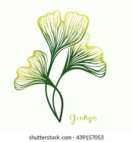 Three Ginkgo Biloba hand drawn leaves with title. Sketch for traditional medicine, gardening or cooking design. Vector illustration.
