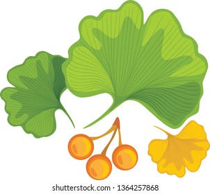 Three ginkgo biloba leaves with nuts. Vector