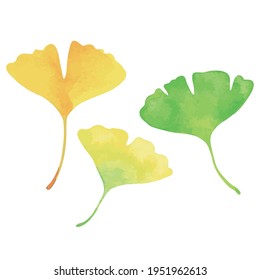 Three ginkgo leaves. Green, yellow and orange. Watercolor painting.