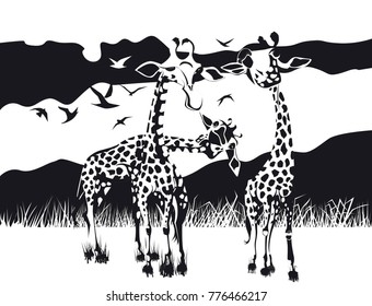 three giraffes in black and white
