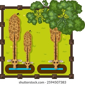 Three giraffes drinking water under green trees