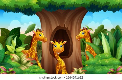 Three giraffes under the big tree