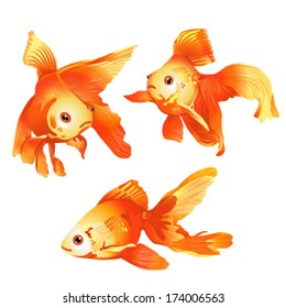 three goldfish on a white background 