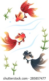 Three goldfish swim (Red Ryukin and Red Popeyed Goldfish and Black Popeyed Goldfish)