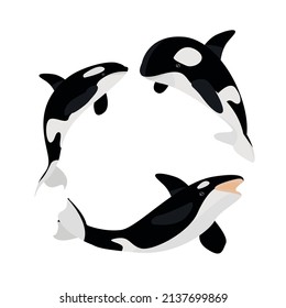 three grampus killer whale  vector illustration set