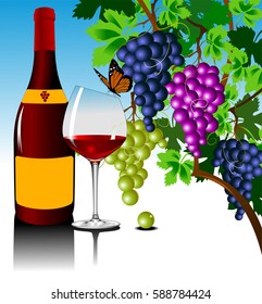 three grape bushes of different varieties of grapes, vector
