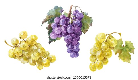 Three grape clusters: two golden-yellow and one vibrant purple, isolated on white. Vector illustration in watercolor style. Ripe grapes with green leaves. Blue and green grape clusters.