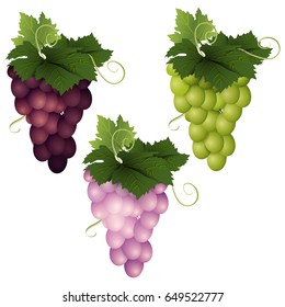 Three grape varieties on a white background. Ripe grape. Vector illustration