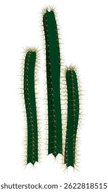 Três plantas de cactos verdes com espinhos. Os espinhos são muito longos e pontudos. As plantas são muito altas e estão inclinadas para a direita