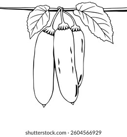 Three Green Cucumbers Hanging From Vine With Leaves
