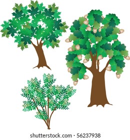 Three green leafy trees. Vector illustration