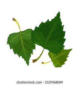 Three green leaves of birch tree. Hello summertime, warmth, sun and foliage. Explore proximity with nature, relaxation, stress releasing, rest place concept. Vector cartoon illustration on white.