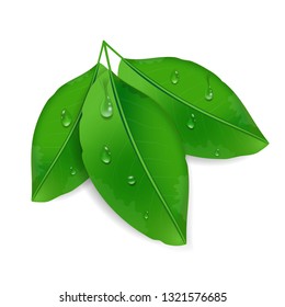 Three green leaves with dew drops isolated on white background. Environmental design with water drops. Vector illustration.