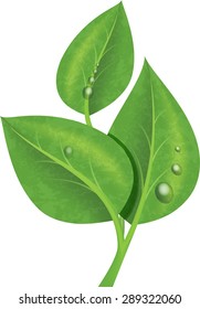 Three green leaves with drops of dew - branch. Realistic vector illustration.