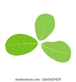 Drei grüne Blätter Symbol Vektordesign.