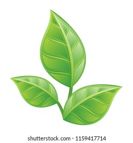 Three green leaves on a white background