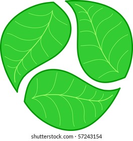 three green leaves on white