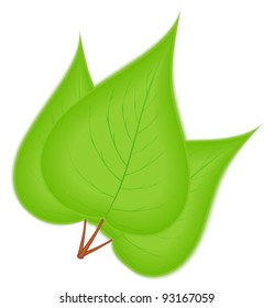 Three green leaves on white background