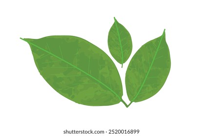 Three green leaves of varying sizes arranged on a white background. The leaves have visible veins, creating a simple and clean nature-inspired design.