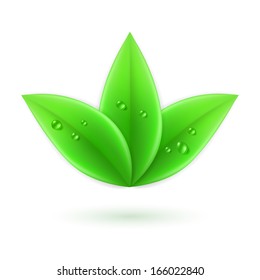 Three green leaves with water drops. Ecology and nature.