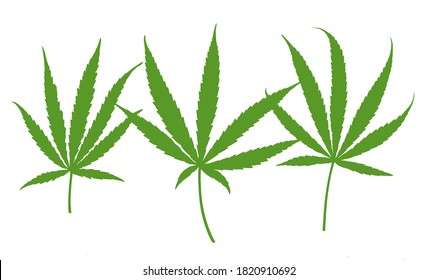Three green marijuana leaves vector on white background isolated