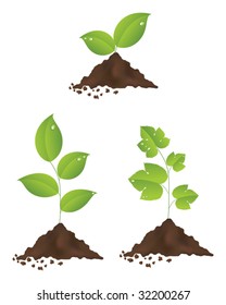 Three green plants isolated on a white background. Vector illustration.