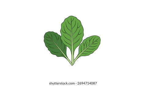 Three green spinach leaves with visible veins and stems on a white background.