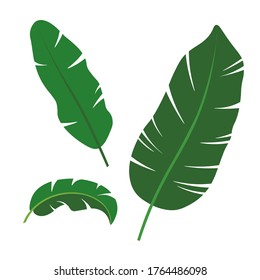 Three green  tropical leaves, vector. Tropic plants. Monstera and palm jungle leaves, green exotic foliage, nature botanical decorative collection. Vector illustration collection tropical leaf set