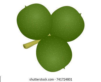 Three green walnuts on a white background.