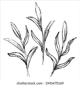 Three grunge black and white linear sketch of plant twigs with leaves. Set of vector floral design elements