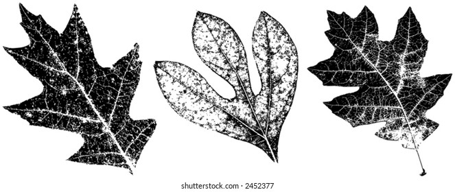 Three Grungy Fall Leaves, vector file, change the colors as you like