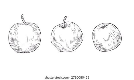 Three hand drawn apples