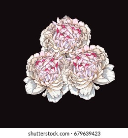 Three hand drawn gently pink peony flowers isolated on black. Botanical vector