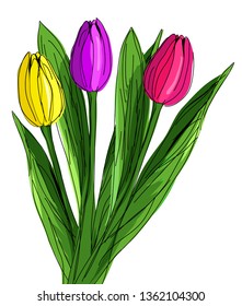 Three hand drawn red, purple and yellow tulips with green laeves isolated on white background. Vector illustration in doodle vintage watercolor style. Sketch. Flower blossom design for greeting cards