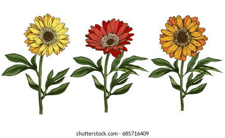 Three hand drawn yellow and red daisy flower with stem and leaves isolated on white background. Botanical vector illustration