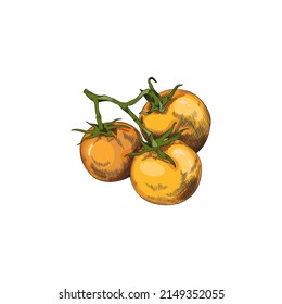 Three hand drawn yellow tomatoes on branch sketch style, vector illustration isolated on white background. Fresh organic vegetables, healthy food, detailed outline ink