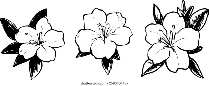 Three hand-drawn floral illustrations featuring blooming flowers with leaves. Each flower has distinct petals and a central stamen, showcasing artistic detail.