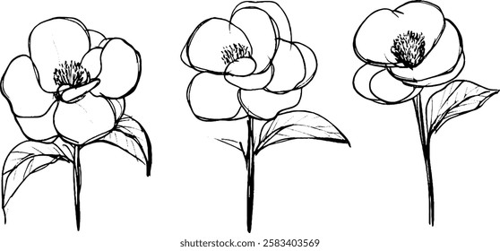 Three hand-drawn flowers with simple outlines, each featuring petals and leaves. The flowers are depicted in a minimalist style, showcasing their natural beauty.