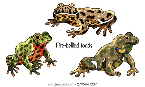 Three hand-drawn frogs with flattened bodies and slightly bumpy skin. Their upper bodies are gray-green, while their bellies are yellow, orange, and red with a spotted pattern. Fire-bellied toads.