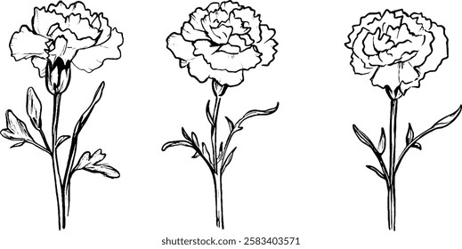 Three hand-drawn illustrations of carnation flowers, showcasing different stages of bloom. Each flower is depicted with detailed petals and leaves, emphasizing their natural beauty.