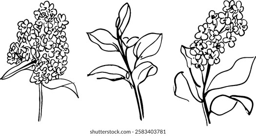 Three hand-drawn illustrations of flowering plants, showcasing clusters of small flowers and leaves. The designs are simple and elegant, emphasizing the floral shapes.