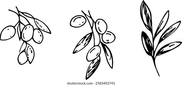 Three hand-drawn illustrations of olive branches with olives. The first shows a cluster of olives, the second features a branch with multiple olives, and the third displays a simple olive leaf design.