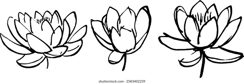 Three hand-drawn lotus flowers in various stages of bloom, showcasing delicate petals and intricate details, ideal for artistic or botanical themes.