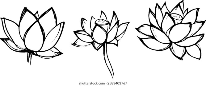 Three hand-drawn lotus flowers in various styles, showcasing their unique shapes and details. The flowers are outlined with bold lines, emphasizing their petals and central features.