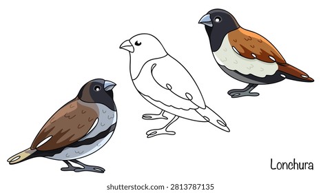 Three hand-drawn munia birds. These are small birds with short beaks and neat tails. Their plumage features a combination of brown, chestnut, white, black, and gray shades. Vector illustration.