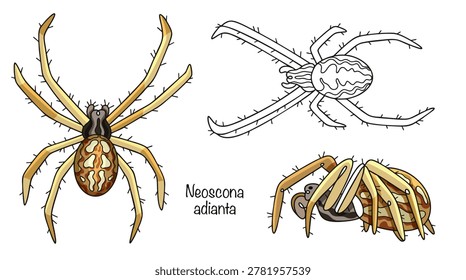 Three hand-drawn Neoscones adiantes in different poses. These small spiders are brownish-yellow in color, with a rounded abdomen and a light-colored ear on their back. Their legs are long and furry.
