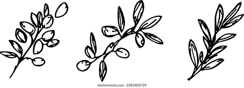Three hand-drawn olive branches with leaves and olives, showcasing a simple and elegant design.