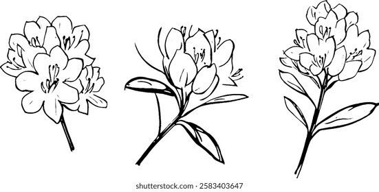 Three hand-drawn sketches of flowers, showcasing different angles and details. Each flower has multiple petals and leaves, emphasizing their natural beauty.