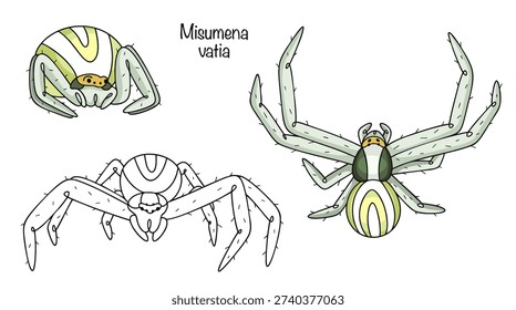 Three hand-drawn small spiders with a rounded abdomen and widely spaced legs. Their coloring is yellow-green, not bright. The body is smooth, almost glossy. Misumena vatia.